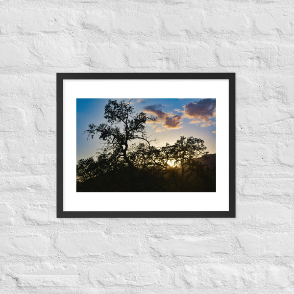 Sequoia National Park at Sunset Framed Print