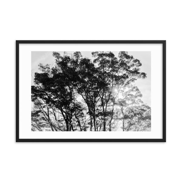 Peaceful Trees  - Black and White Framed Print
