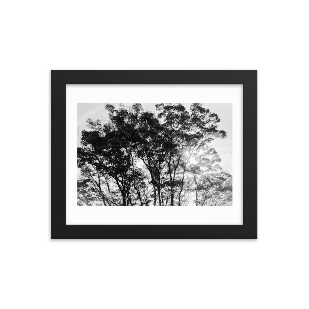 Peaceful Trees  - Black and White Framed Print